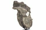 Hadrosaur (Hypacrosaurus) Dorsal Vertebra with Stand - Montana #336088-1